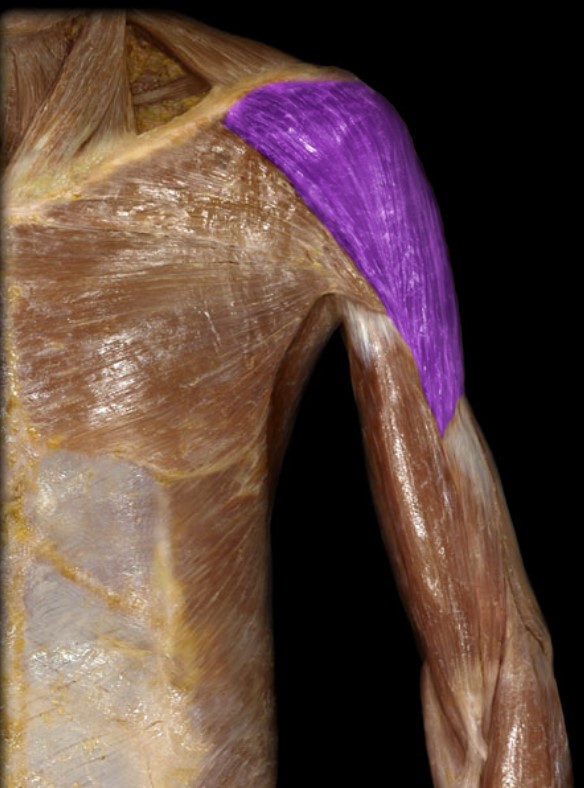 <p>Name the muscle highlighted (one word - all lowercase)</p>