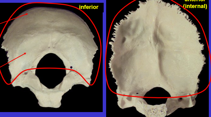 <p>What is the flat part of the occipital bone? Circled</p>