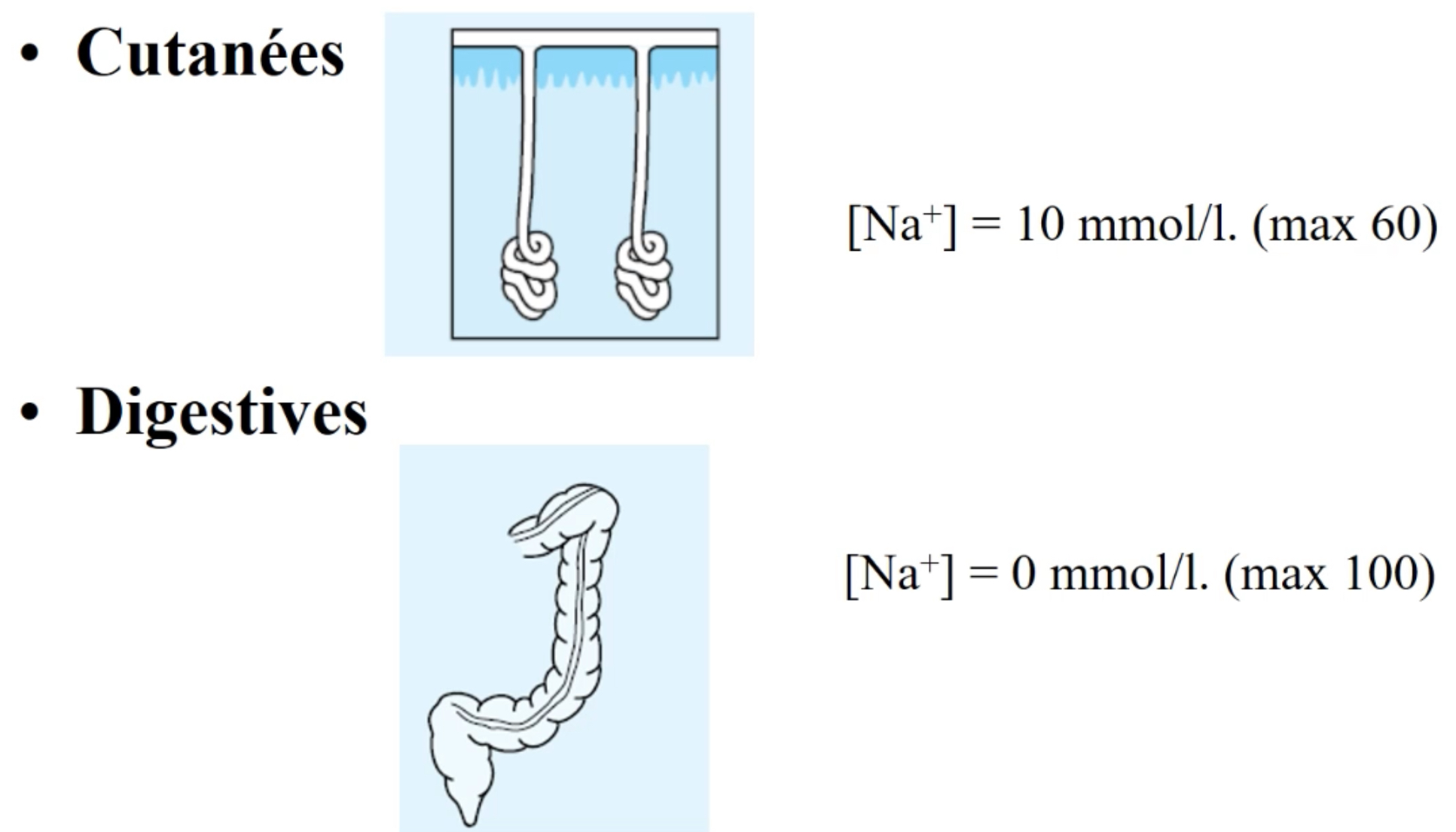 <ul><li><p><span>Les sorties cutanées: Transpiration</span></p></li><li><p><span>Les sorties digestives: Diarrhées</span></p></li></ul>