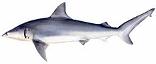 <p>order of ground sharks</p><p>40% of all shark species</p><p>dorsal fine: 1</p><p>Reprodction: (mostly) viviparous</p><p>Anala fin: present </p>