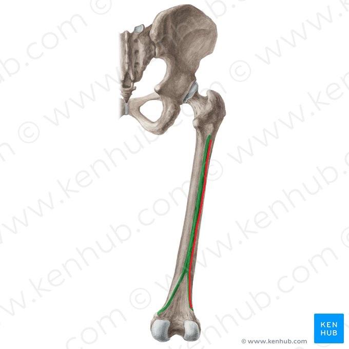 <p>Origin: vastus lateralis (partial) &amp; biceps femoris (short head;partial)</p>