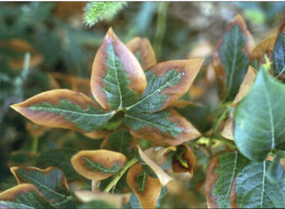 What deficiency do these blueberry leaves have?