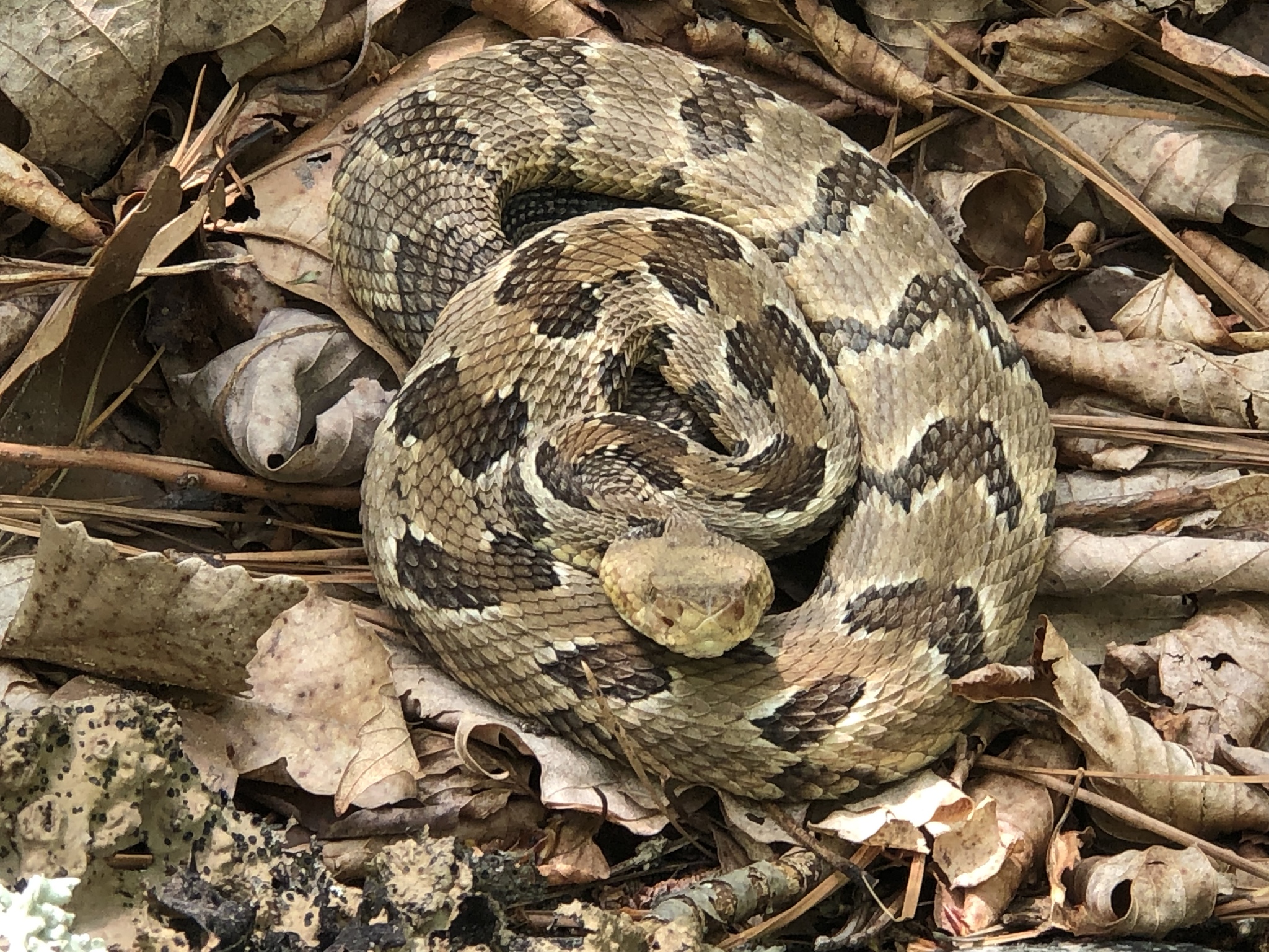 <p>Timber rattlesnake</p>