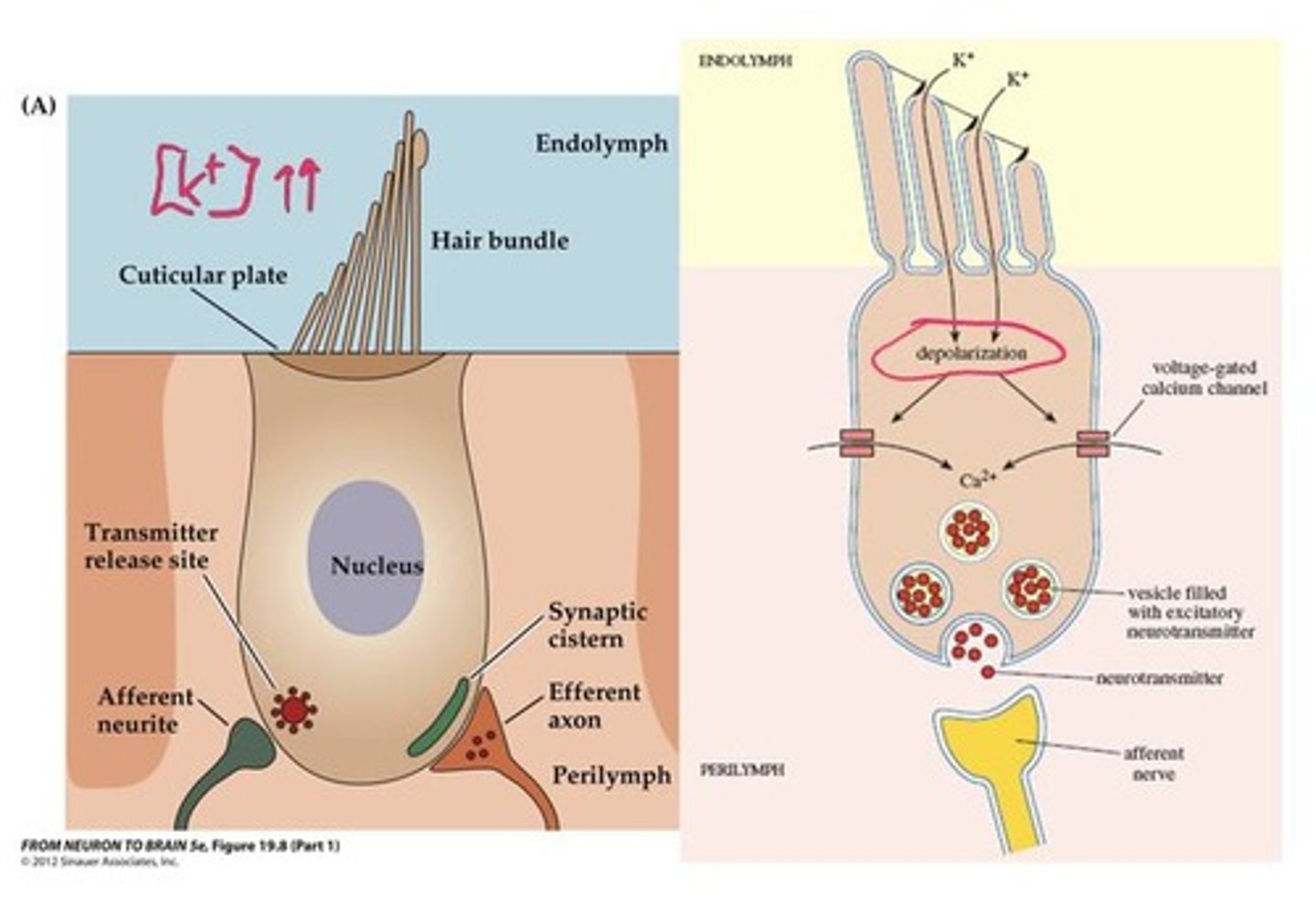 <p>Hair cells transduce sound waves into neural impulses through movement and stimulation.</p>