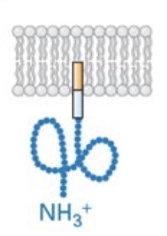 <p>tail anchored proteins are built with N-terminus in ER, then transferred off anchor region onto a GPI-molecule anchor</p>