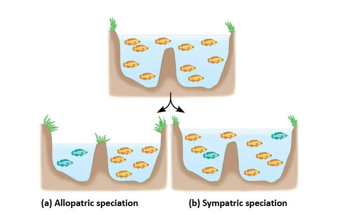 <p>Speciation takes place in geographically overlapping populations</p>