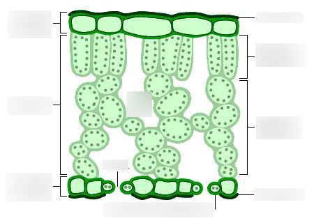 <p>Label a plant tissue.</p>