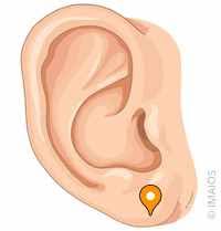 <p>what part of the ear is this</p>