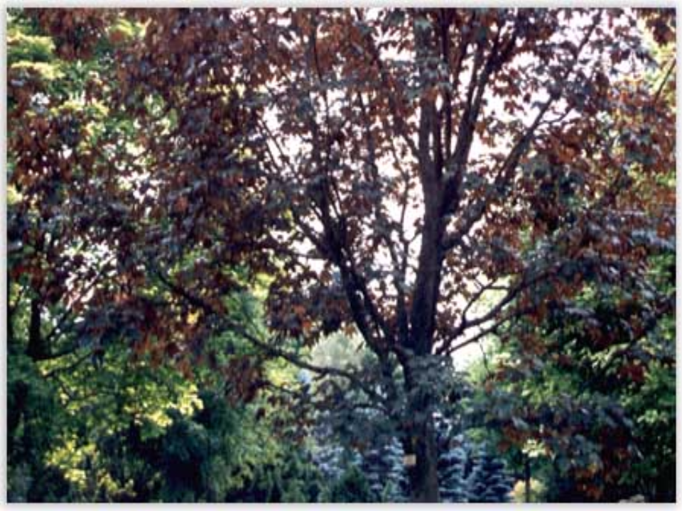 <p>What biome is this and why?</p>