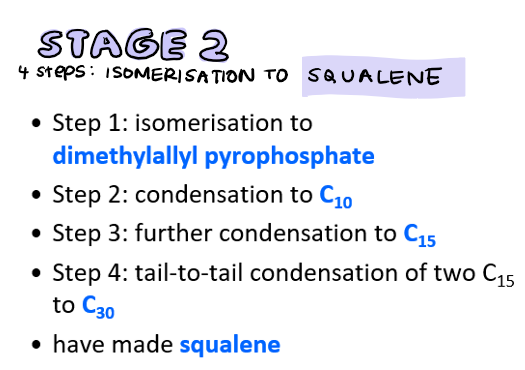 <p>isomerisation of isopentenyl pyrophosphate to <strong>squalene</strong></p><ul><li><p>4 step process</p></li></ul><ul><li><p>happens in ER</p></li></ul><p>1) isomerisation of isopentenyl pyrophosphate → dimethylallyl pyrophosphate</p><p>2) dimethylallyl pyrophosphate → geranyl pyrophosphate (C10)</p><p>3) geranyl pyrophosphate → farnesyl pyrophosphate (C15)</p><p>4) x2 farnesyl pyrophosphate → squalene (C30)</p>