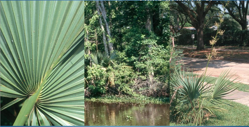 <p>Dwarf Palmetto</p>