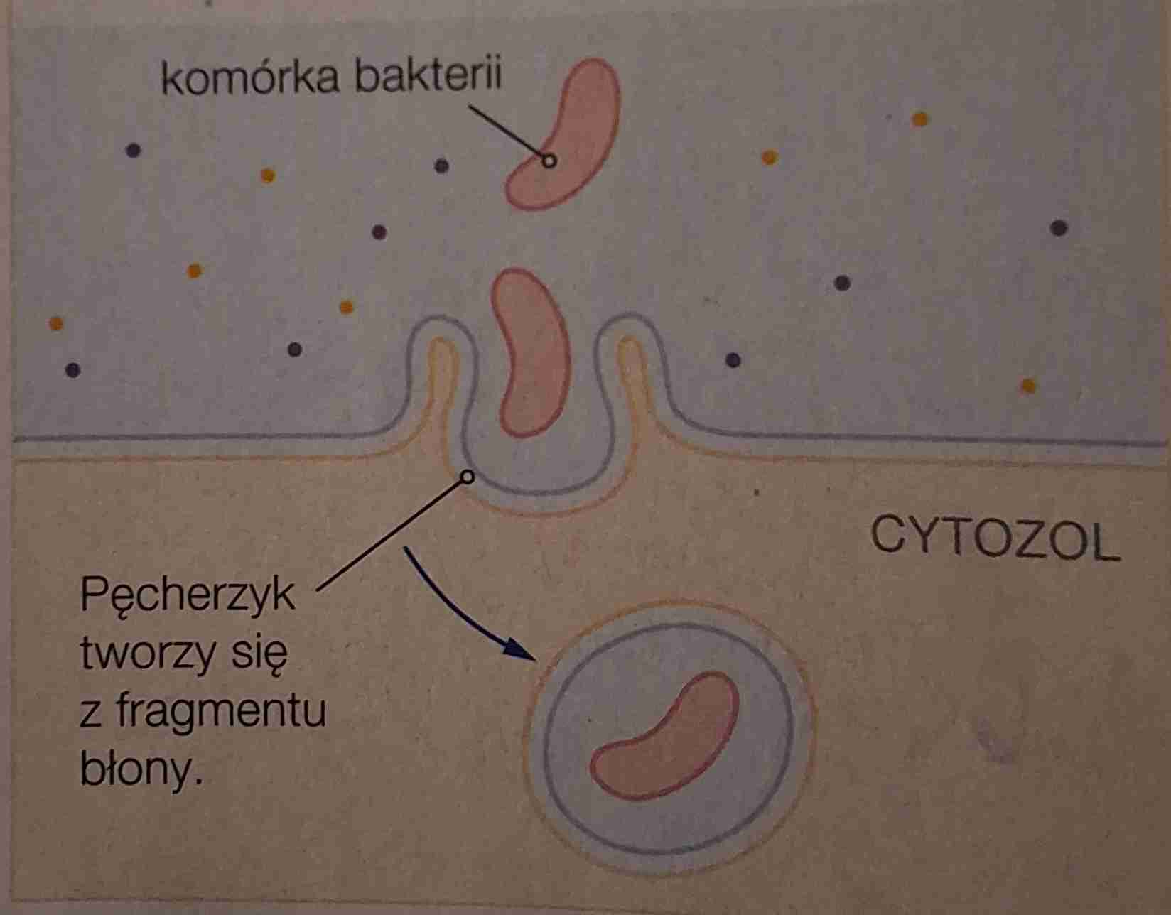 <ul><li><p>jest to proces pobierania przez komórkę drobnych nierozpuszczalnych cząstek m.in bakterii lub szczątków organicznych</p></li></ul>