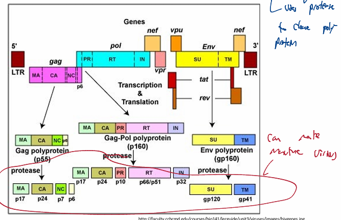<ul><li><p>Host cell transcribes &amp; translates virus genome</p><ul><li><p>translation of the multiple mRNAs</p></li><li><p>processing enzymes cleave the polyproteins into single proteins</p><ul><li><p>requires viral protease to cleave polyprotein </p></li></ul></li></ul></li></ul><p></p>
