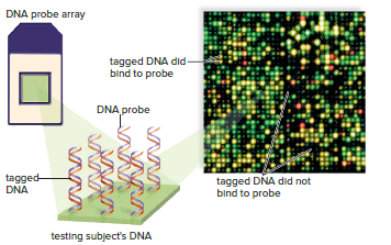 Use of a DNA microarray to test for mutated genes.
