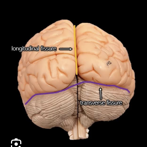 <p>the transverse fissure</p>