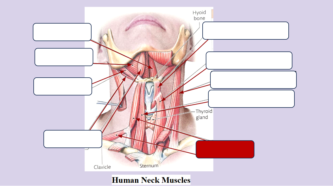 <p>Label the muscle</p>