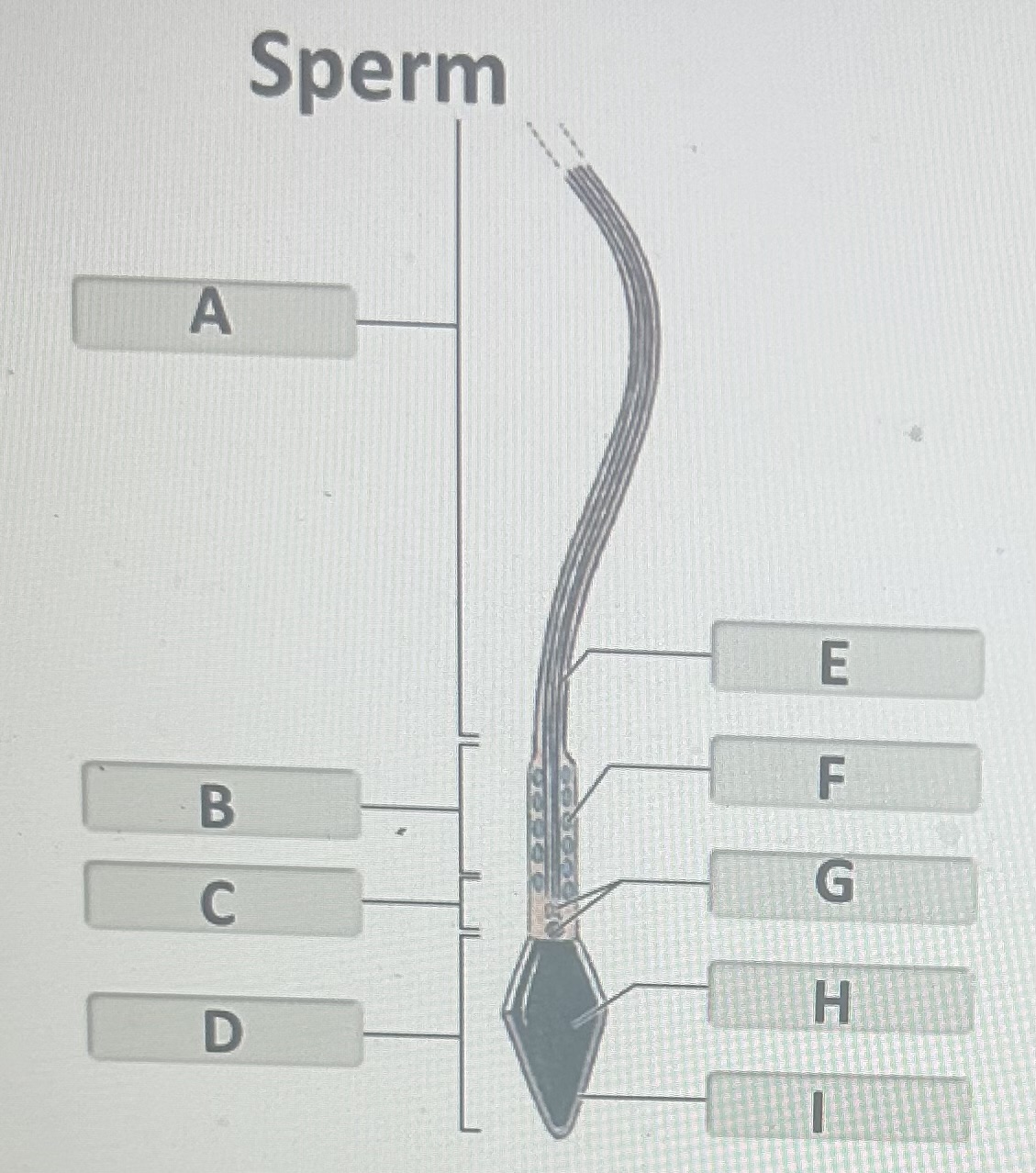 Identify the sperm structure labeled “F”