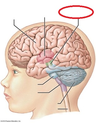 <p>Identify the indicated major region of the brain</p>