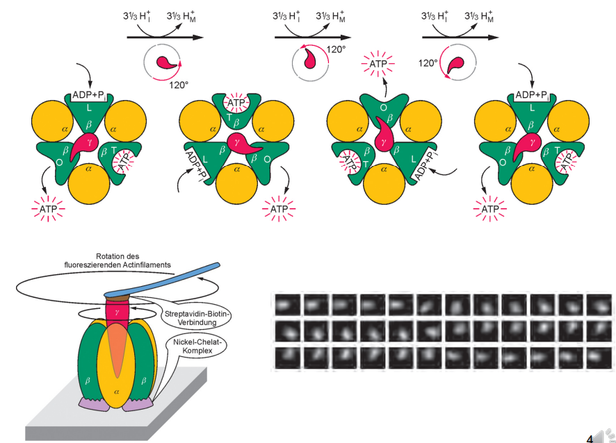 <p>3 ATP (10 Protonen)</p>