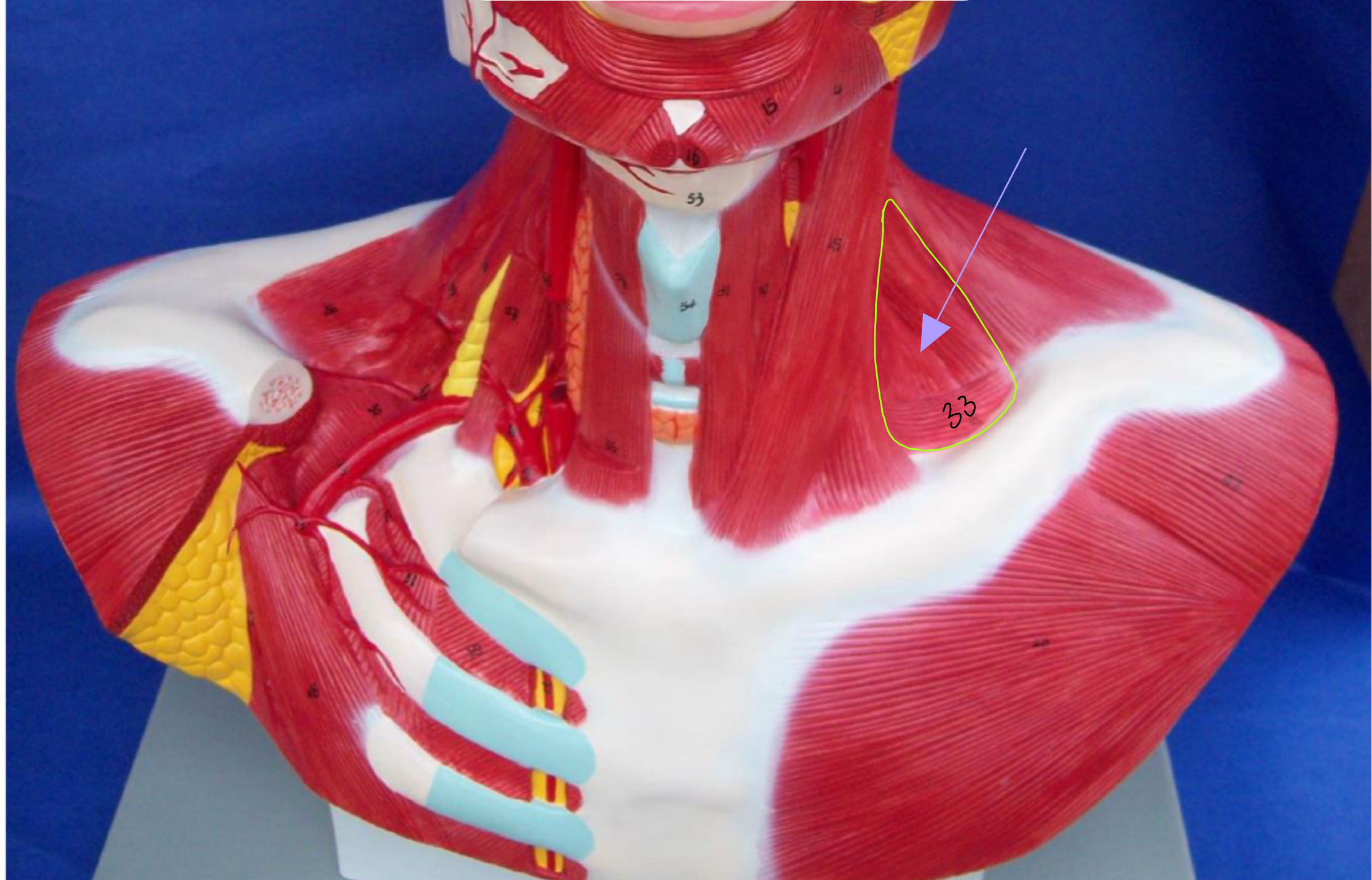 <p>What muscle is this  (altay model )</p>
