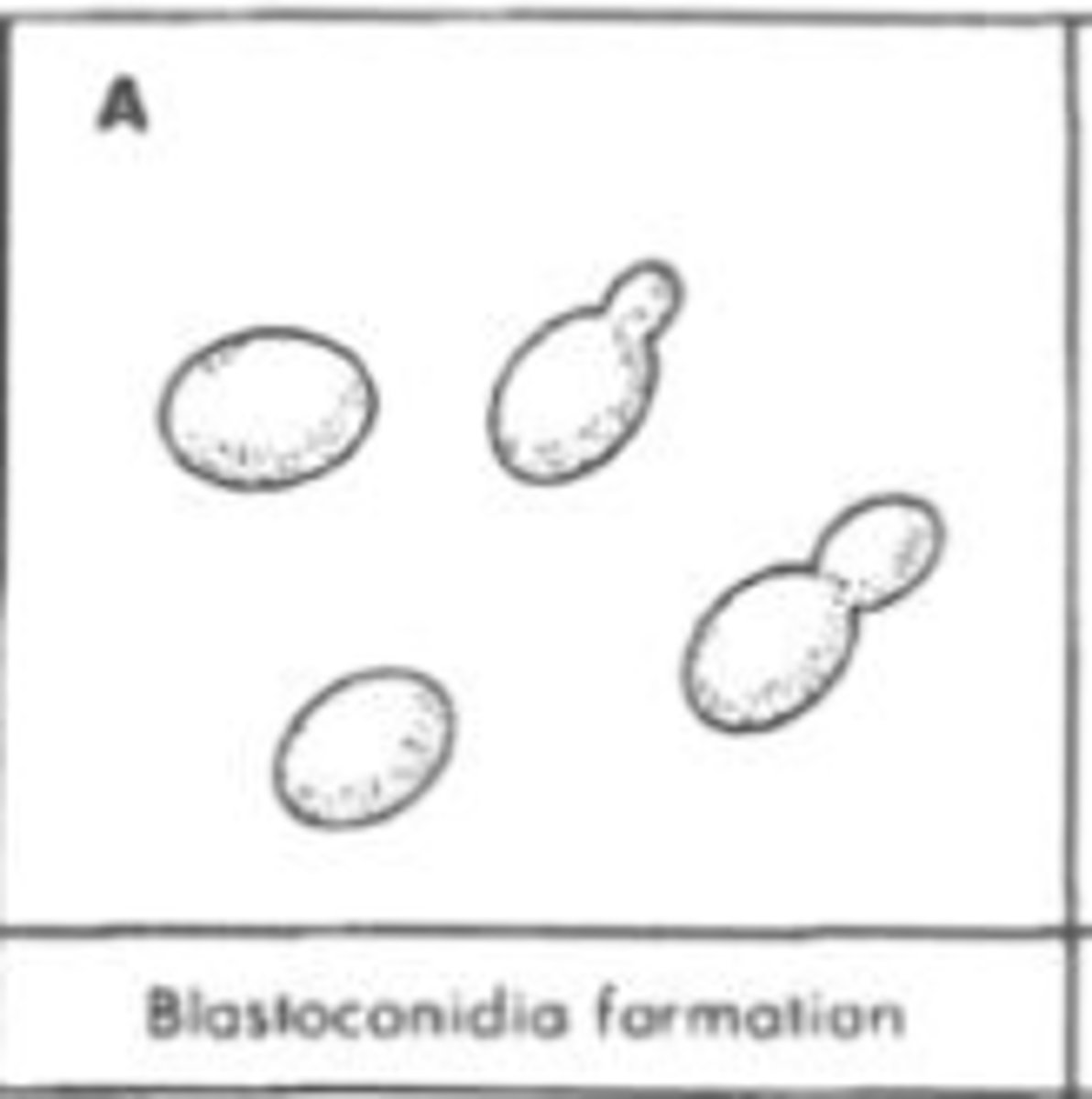 <p>A spore formed by budding, as in yeasts; thin-walled and water-balloon-like. 772</p>