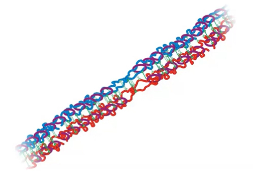<p>this will become how many chromosomes?</p>