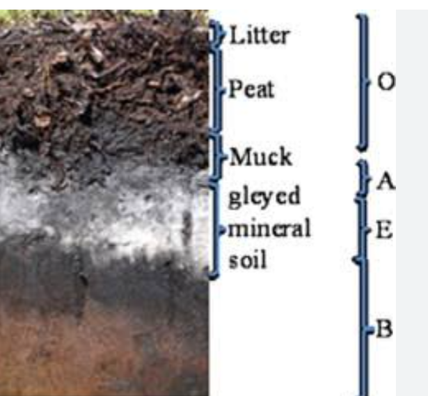 <p>What are common types of hydric soils?</p>