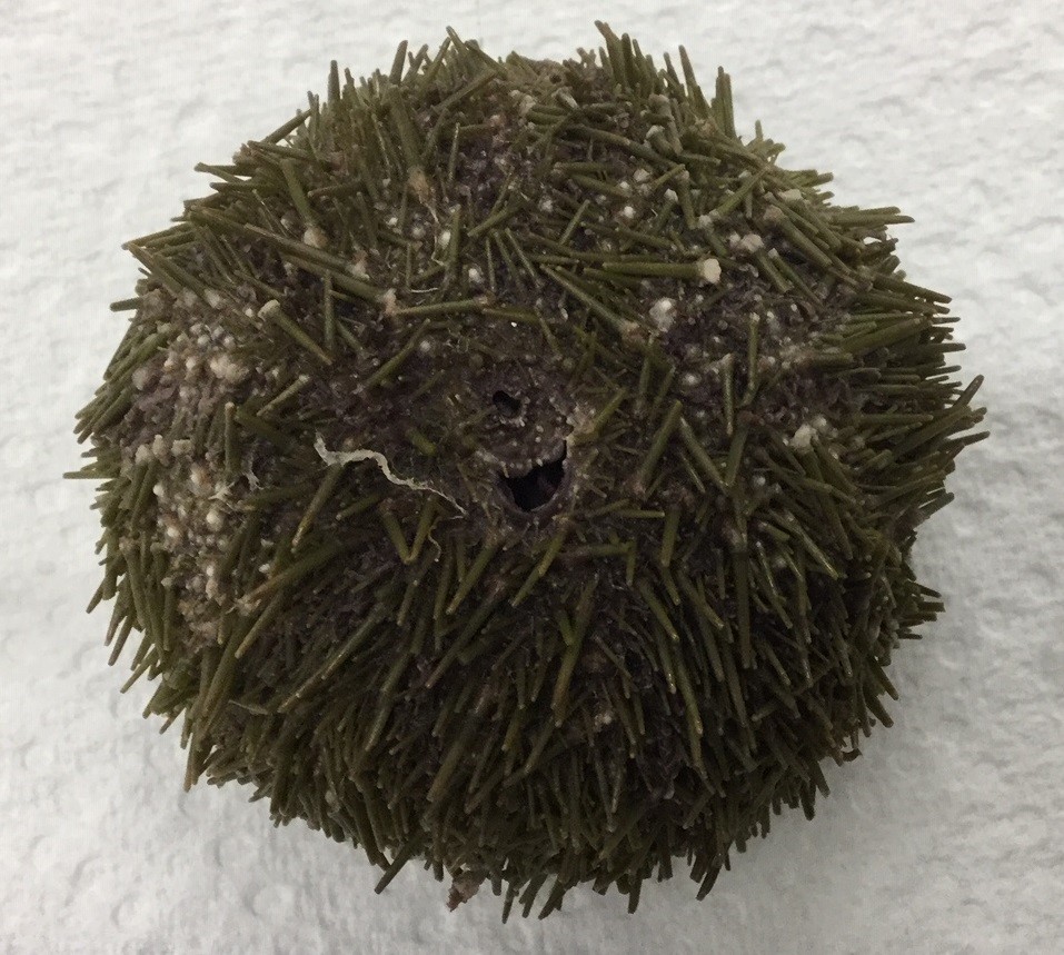Identify Phylum, class, and species