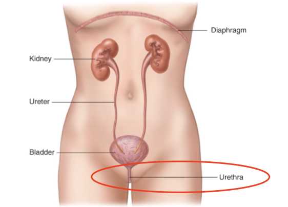 <p>C. Excrete urine out of the body</p>