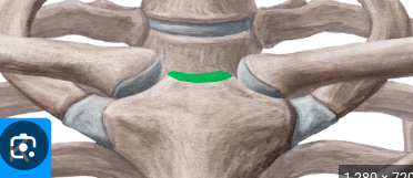 <p>U- shaped, abover sternum, between clavicles </p>