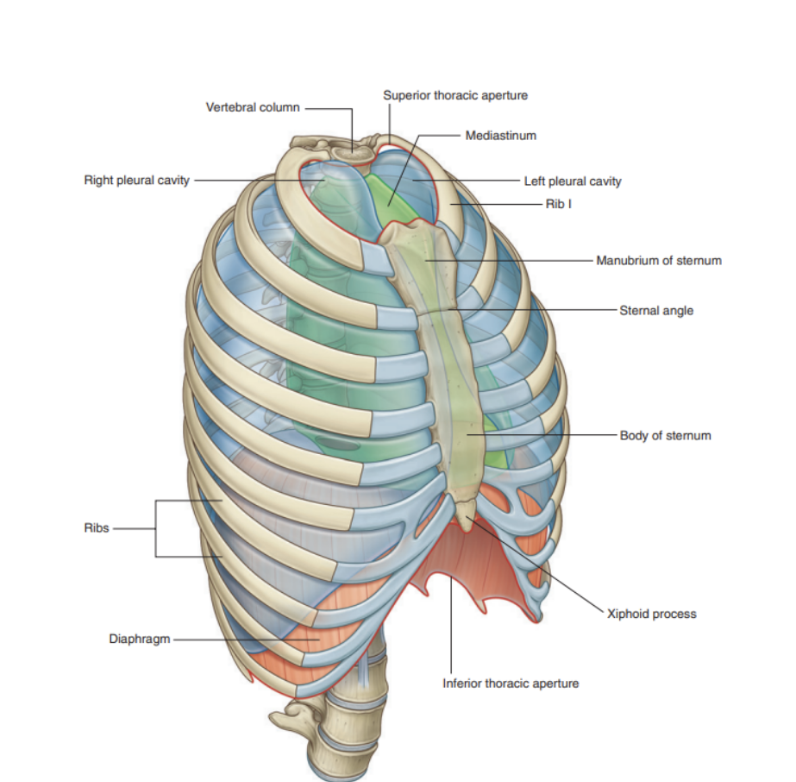 <ul><li><p>The thoracic cavity is enclosed by the thoracic wall &amp; diaphragm &amp; is subdivided into 3 major compartments —</p><ul><li><p>A right &amp; left pleural cavity (for each lung)</p></li><li><p>Mediastinum —</p><ul><li><p>Heart, esophagus, trachea, major nerves &amp; systematic blood vessels, and thymus</p></li></ul></li></ul></li></ul>