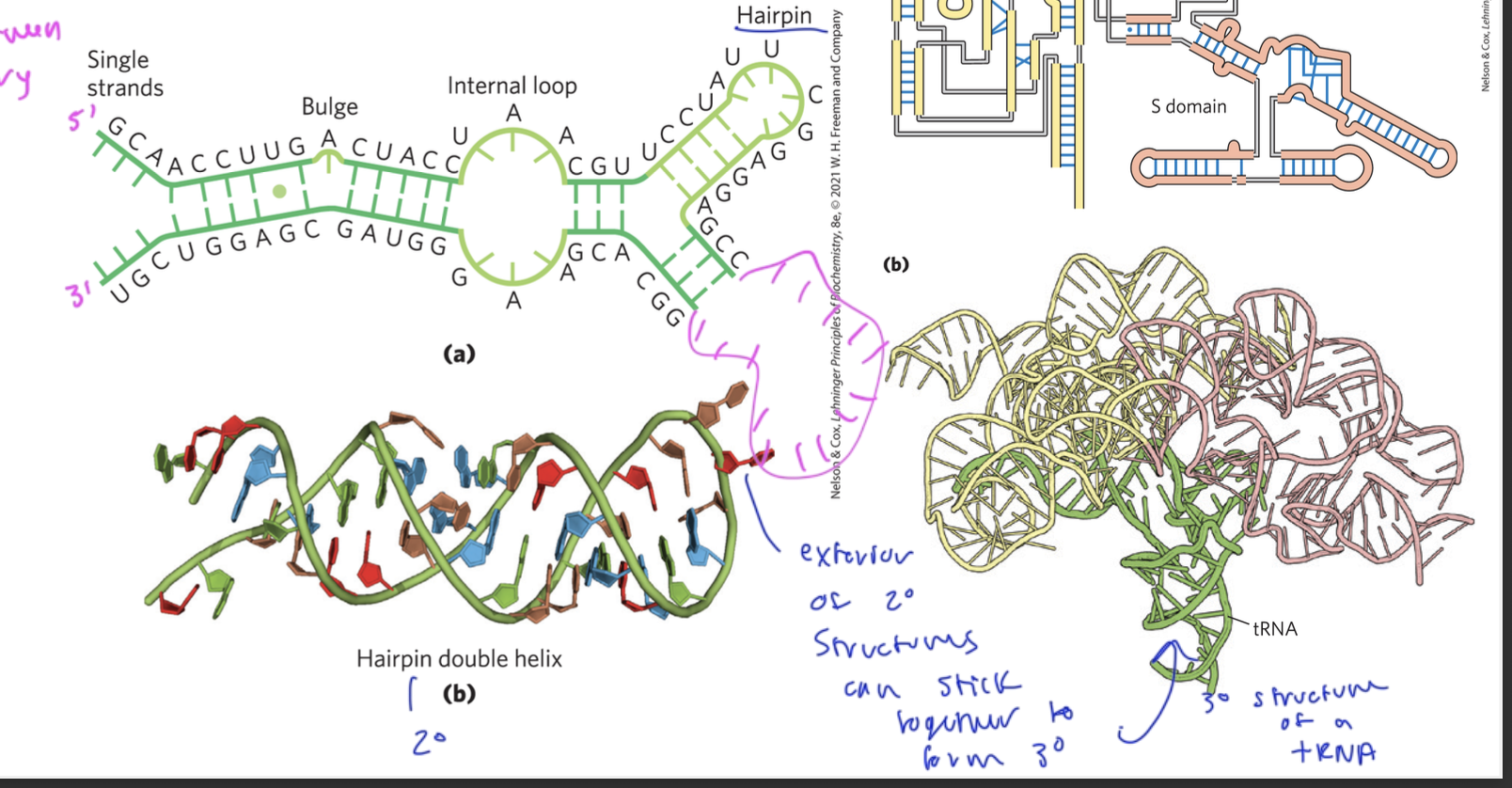<p>secondary folding like hairpin loops all go together to form the finally completed tertiary structure</p><ul><li><p>the secondary structures are held together by hydrogen-bonds between A and U, G and C, and sometimes G and U</p><ul><li><p>so between complementary bases</p></li></ul></li></ul><p></p>