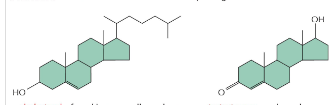 <p>steroids</p><ul><li><p>common multiple-ring structure</p></li><li><p>cholesterol → found in many cell membranes</p></li><li><p>testosterone → male sex hormone</p></li></ul><p></p>