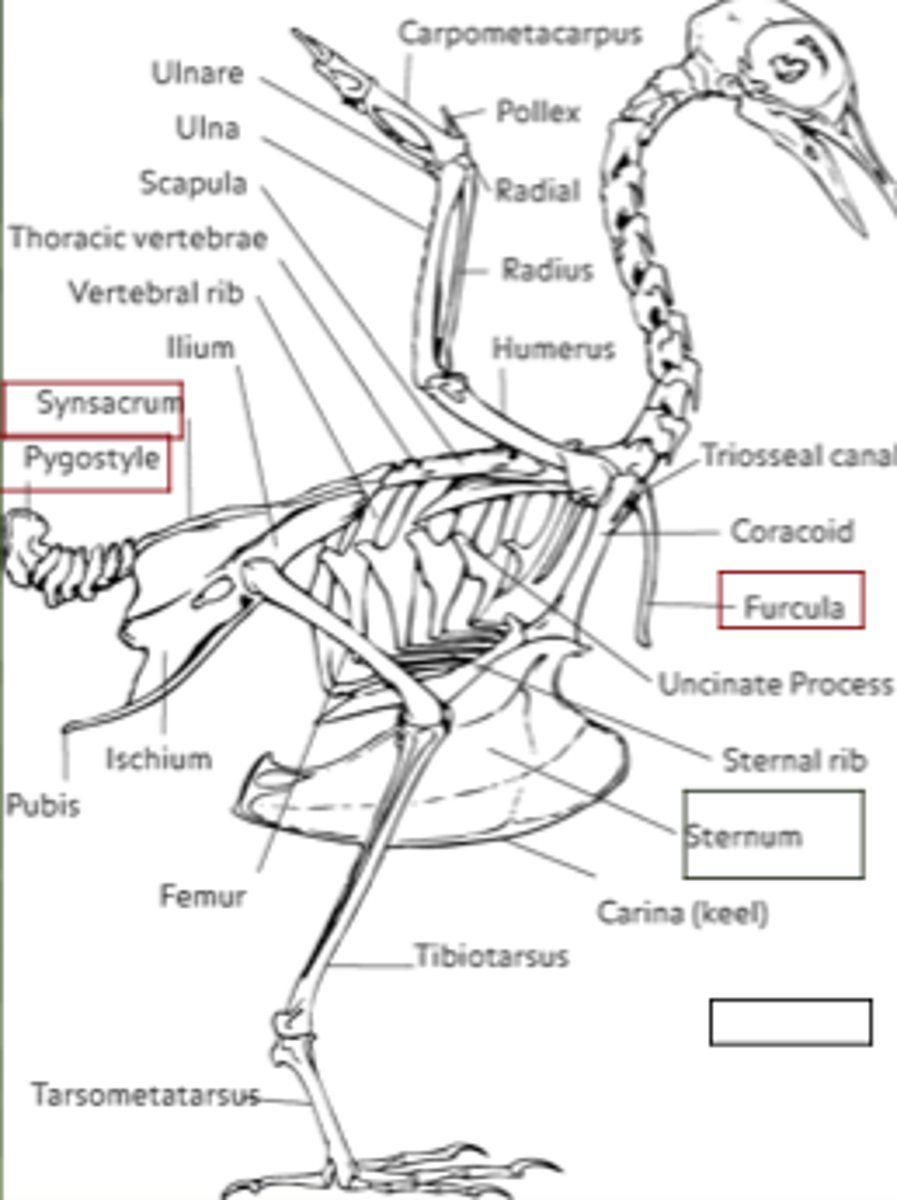 <p>humerus, radius, and ulna (just like in a human arm)</p>