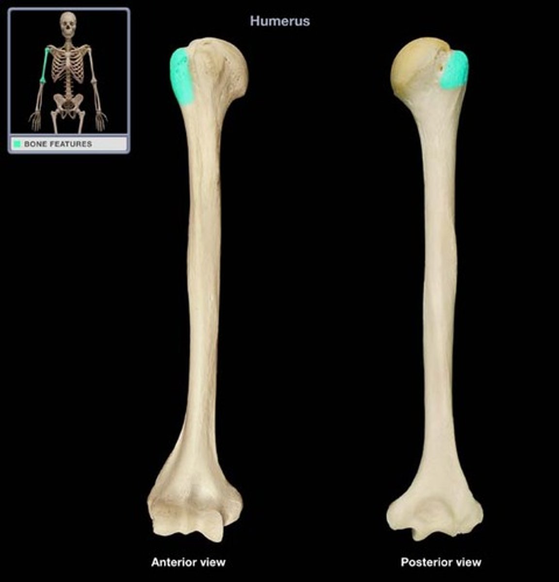 <p>large projection lateral to the head and lesser tubercle; attachment site for supraspinatus, infraspinatus and teres minor muscles</p>