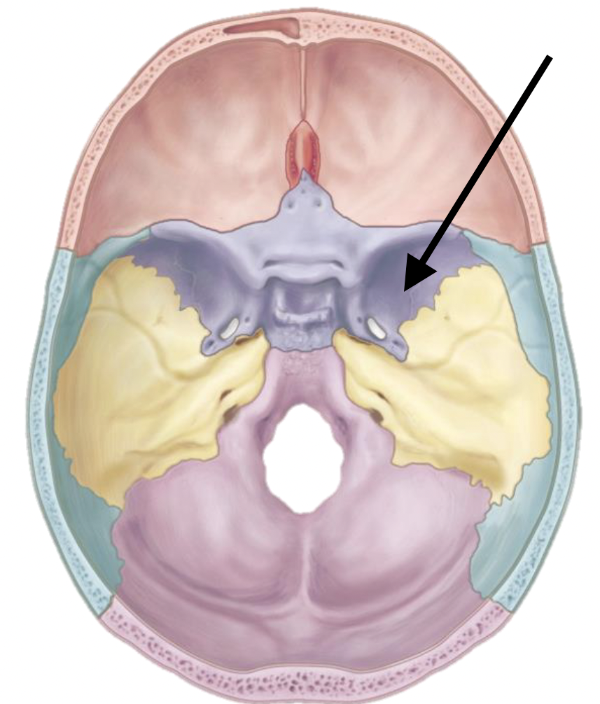<p>Name the bone marking</p>