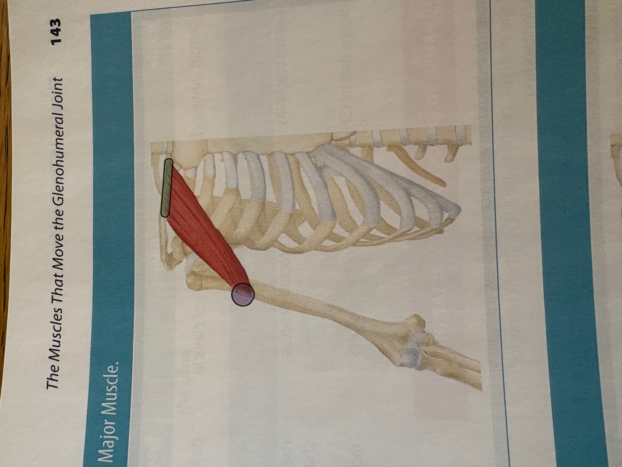 <p>Pectoralis Major </p>