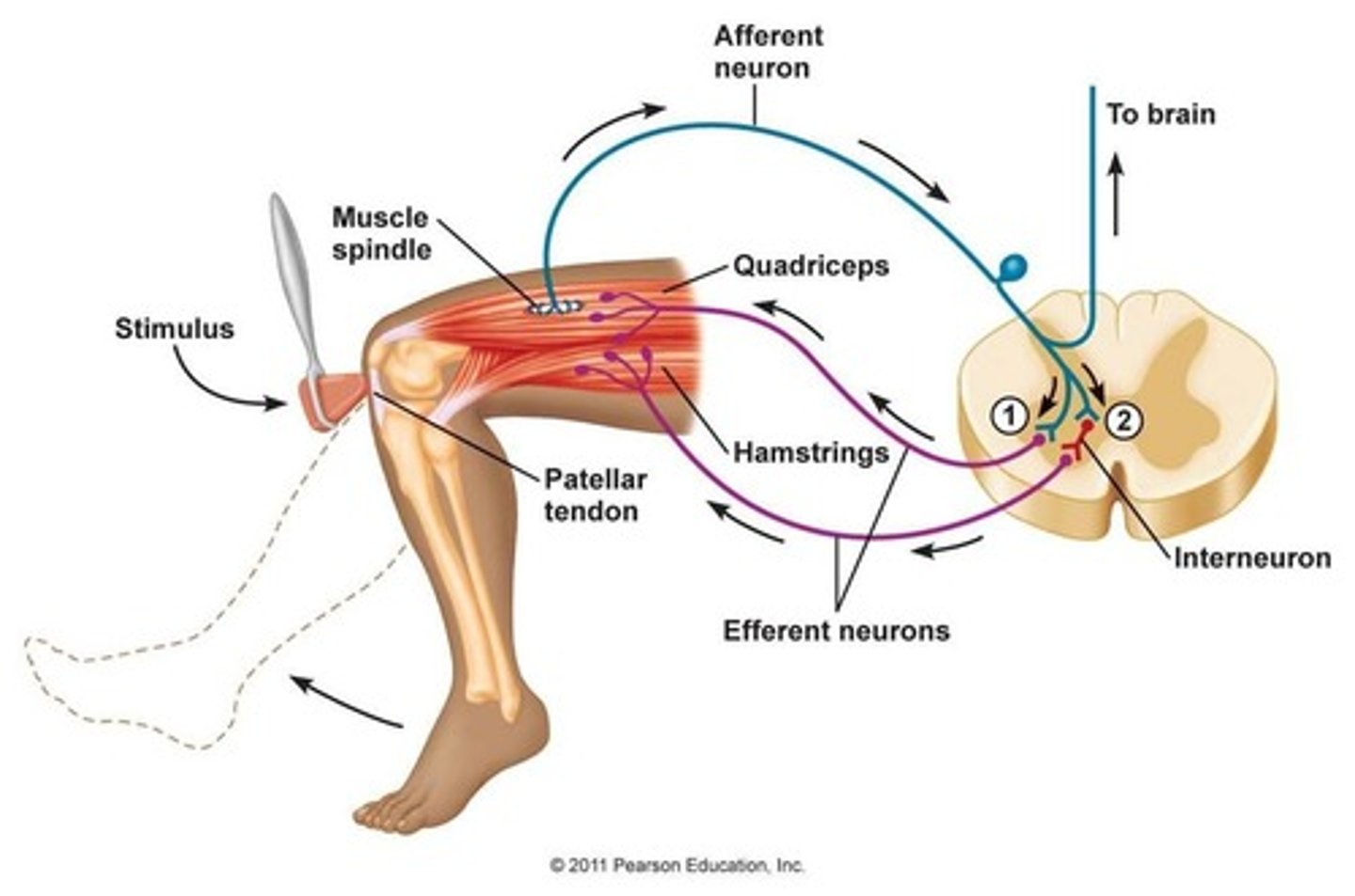 <p>-1) stimulus stretches a muscle</p><p>-2) stretch receptors activated</p><p>-3) information is processed in spinal cord</p><p>-4) motor neurons are activated</p><p>-5) muscle (effector) contracts</p>