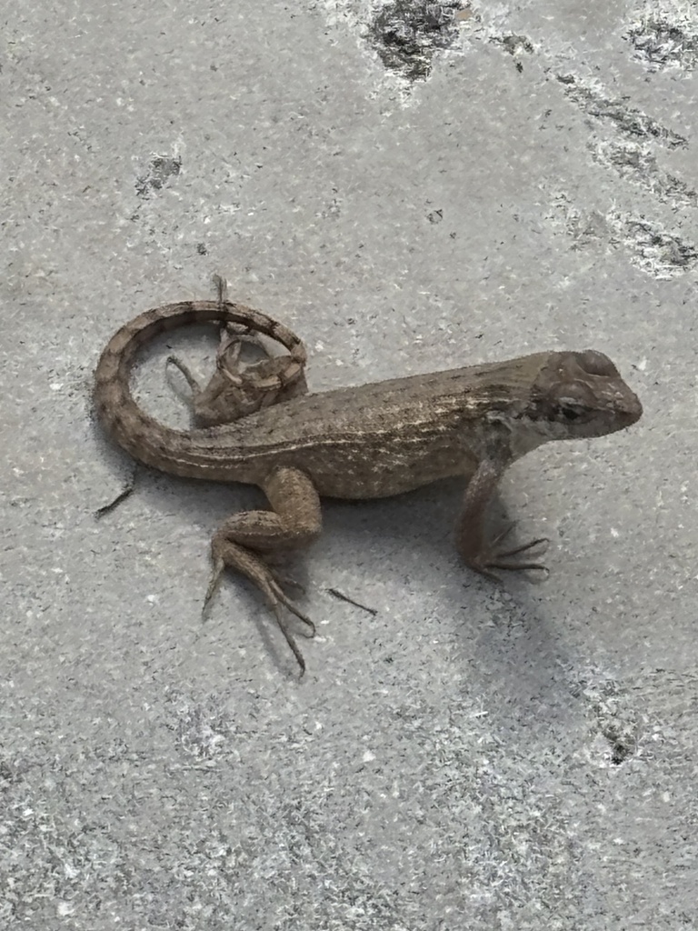 <p>Northern Curly-tailed Lizard, native to Cuba and Bahamas, live in E FL, curly tail, prefer rocky/barren areas</p>