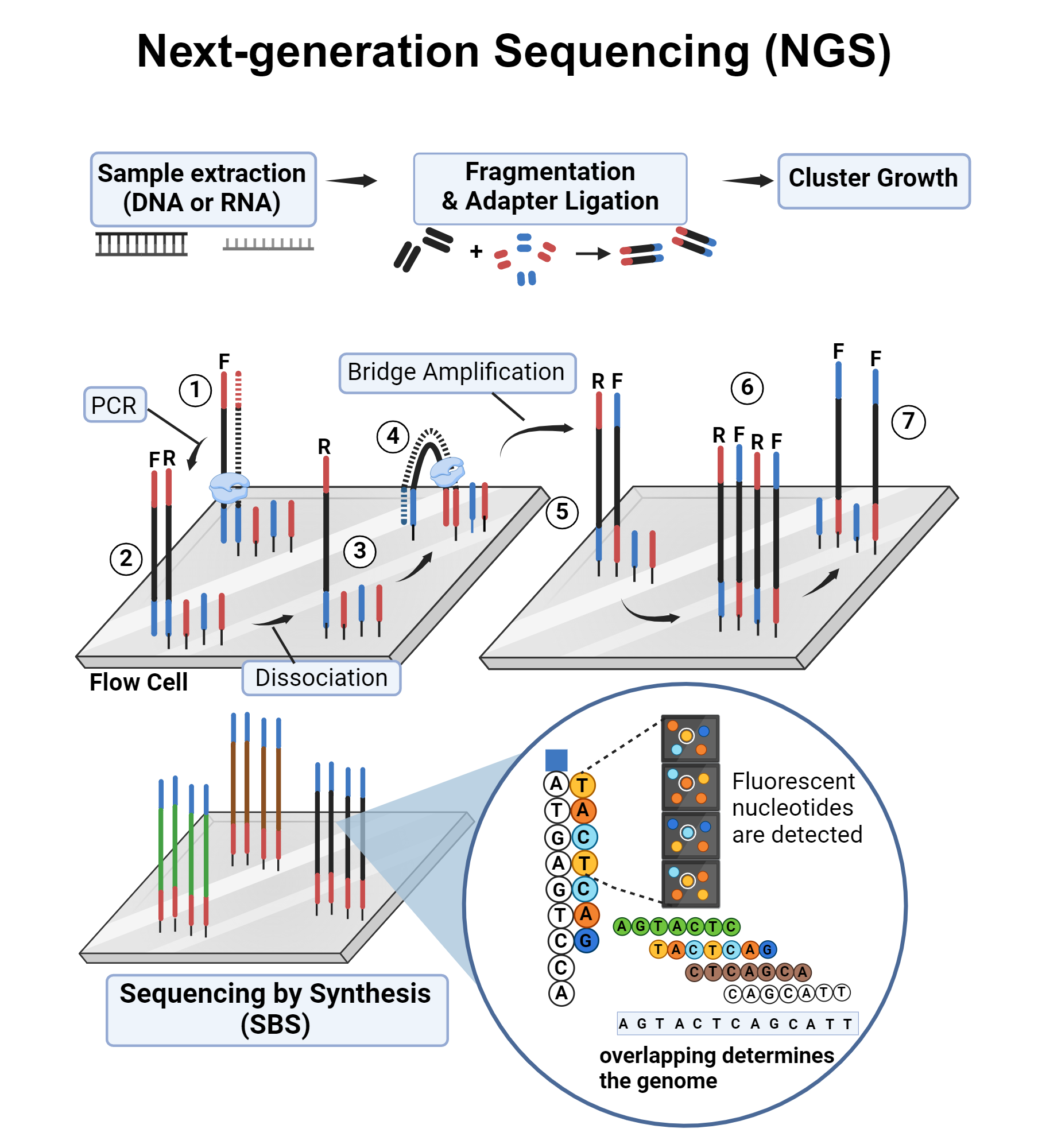 <ul><li><p>illumina !</p></li></ul><p></p>