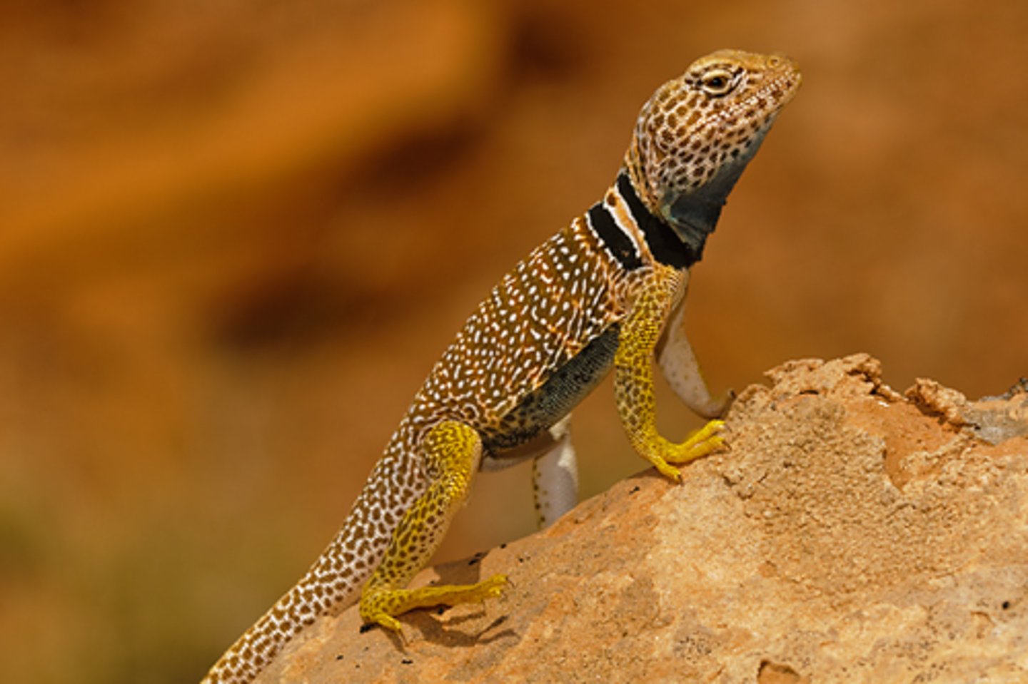 <p>Great Basin Collared Lizard</p>