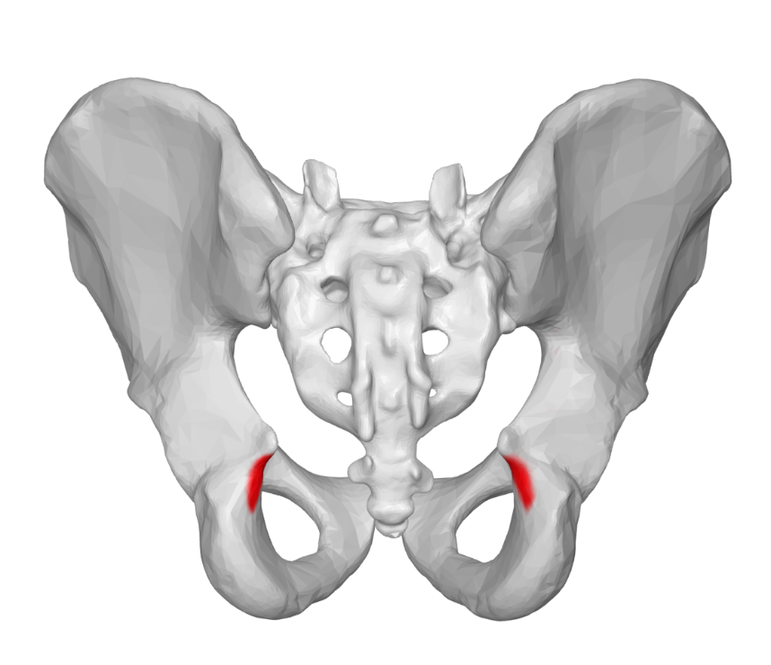 <p>Highlighted is the?</p>