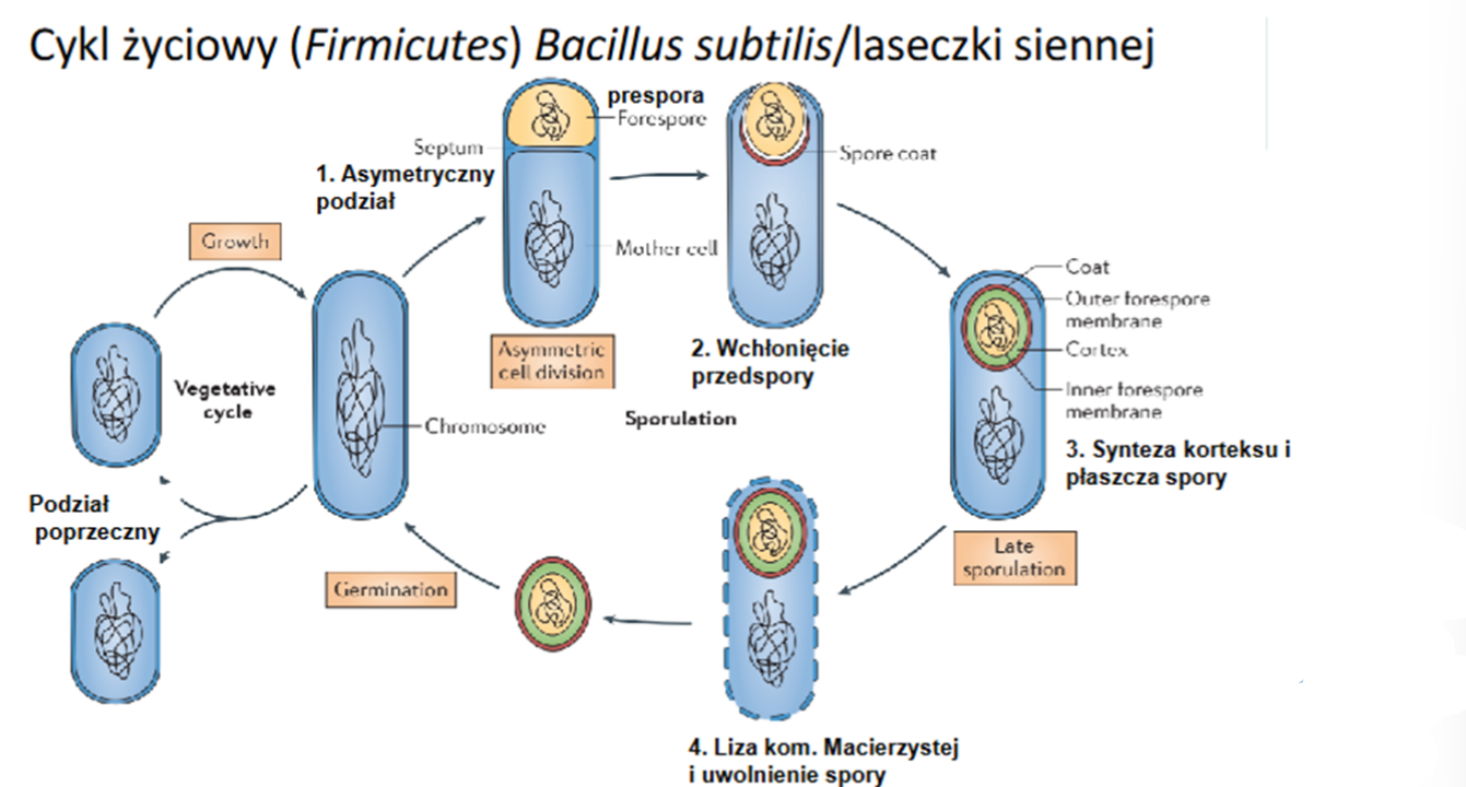 <p>Proces sporulacji u Bacillus subtilis prowadzi do powstania endospor. Endospory to formy przetrwalnikowe o wysokiej odporności.</p><p>Etapy tworzenia endospory:</p><p>1. Replikacja chromosomu i podział na chromosomy potomne.</p><p>2. Błona cytoplazmatyczna wpukla się do wnętrza komórki, tworząc przegrodę (septa) wokół jednego z chromosomów.</p><p>3. Błona cytoplazmatyczna otacza nowo powstałą sporę.</p><p>4. Mureina (peptydoglikan) jest odkładana wokół spory, tworząc grubą warstwę.</p><p>5. Rozpoczyna się degradacja DNA bakteryjnego.</p><p>6. Płaszcz białkowy tworzy się wokół mureiny w endosporze.</p><p>7. Bakteria ulega lizie, a spora jest uwalniana.</p><p>8. W lepszych warunkach środowiska spora kiełkuje, stając się komórką.</p><p></p><p></p><p>Sporulacja u Saccharomyes cerevisiae to proces, w którym diploidalne komórki drożdży tworzą zarodniki (spory) w odpowiedzi na niekorzystne warunki środowiskowe.</p><p>1. Mejoza: Komórka diploidalna przechodzi podział mejotyczny, redukując liczbę chromosomów z diploidalnej (2n) do haploidalnej (n). Powstają cztery jądra haploidalne.</p><p>2. Tworzenie ascus (worka zarodnikowego): Wokół każdego haploidalnego jądra formowana jest błona komórkowa. Powstają cztery spory zamknięte w jednym worku nazywanym ascus.</p><p>3. Ochrona zarodników: Ściany zarodników są wzmacniane przez specjalne białka i polisacharydy, dzięki czemu są bardzo odporne na stres środowiskowy</p>