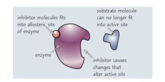 <ul><li><p><strong>Increasing substrate concentration has no effect.</strong> The inhibitor is binding to an alternative site, so adding more substrate is useless.</p></li></ul><p></p>