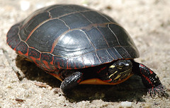 <p>10-25cm CL • Yellow streaks on face • Red on ventral portion of carapace • Red on legs • Older individuals darker • Native? and introduced populations</p>