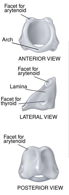 <p>arch (anterior)</p><p>quadrate lamina (posterior) extends superiorly to fill space between horns of thyroid</p><p>articular facets</p><p>lateral- inferior cornu of thyroid cartilage</p><p>superior- arytenoid cartilages</p>