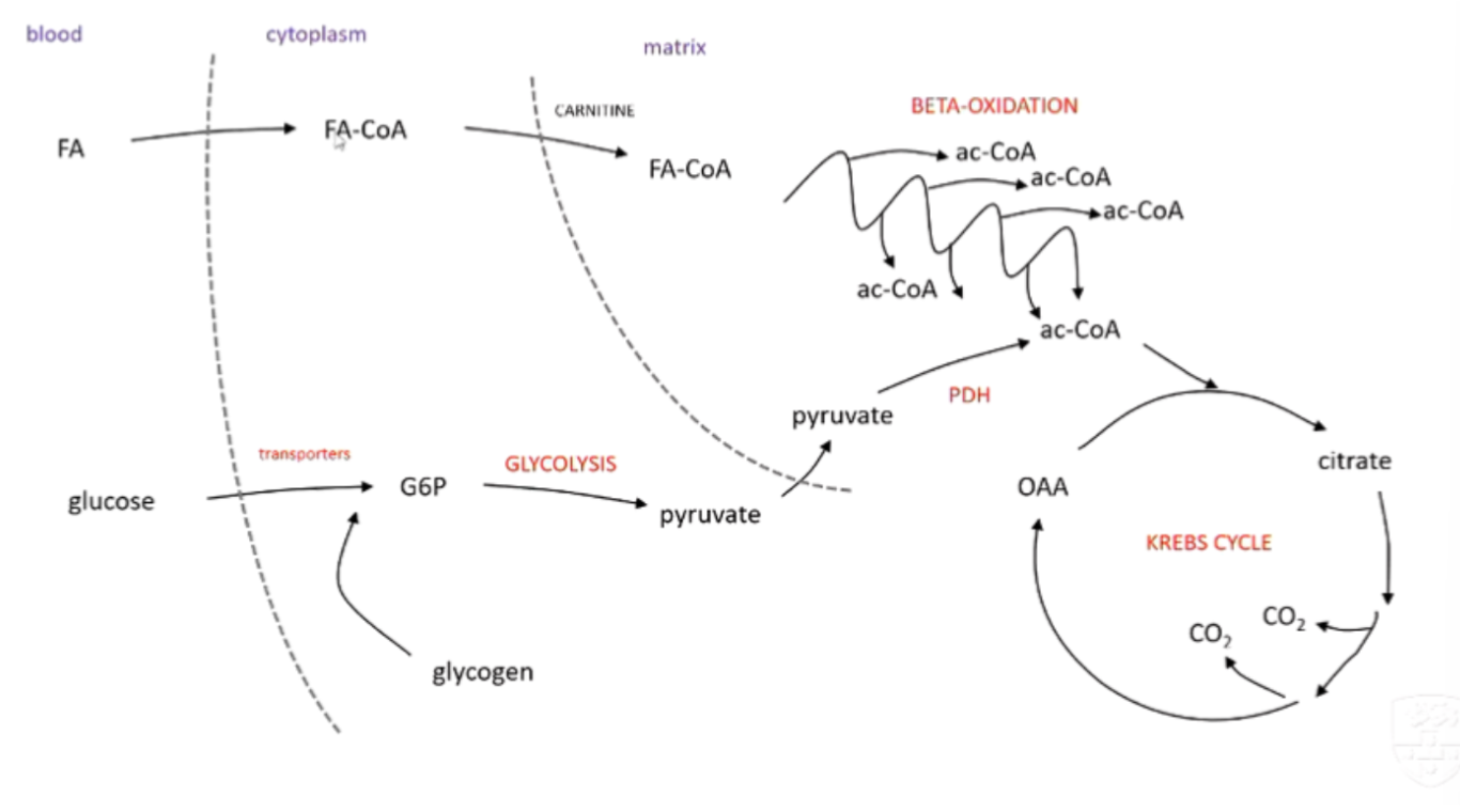 <p>is oxygen used in any of these processes?</p>
