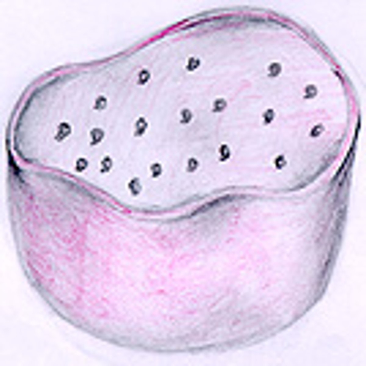 <p>An organelle containing digestive enzymes</p>