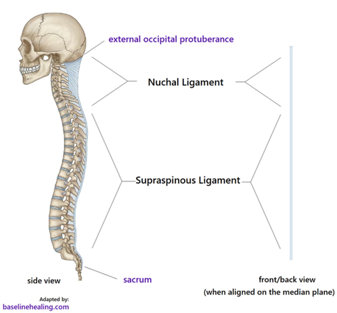 <p>Location</p><p>• Ligamentum Nuchae just goes from the Occipital Protuberance to the Spinous Process of C7. It's an expansion of the Supraspinous Ligament, but thicker.</p><p>• Supraspinous Ligament passes along the Spinous Processes of C7 to the Sacrum.</p><p>Responsibility</p><p>• Ligamentum Nuchae; provides attachment sites for muscles, resists flexion, and facilitates returning the head to anatomical position.</p>