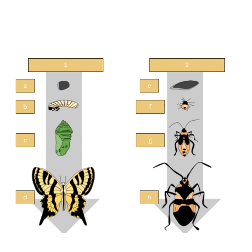 <p>Rewrite this statement but replace the numbers/letters with the correct terminology:<br>Insects’ life cycles can either be 1 or 2. In 1 the cycle goes like this; a, b, c, d. In 2 the cycle goes like this; e, f, g, h</p>